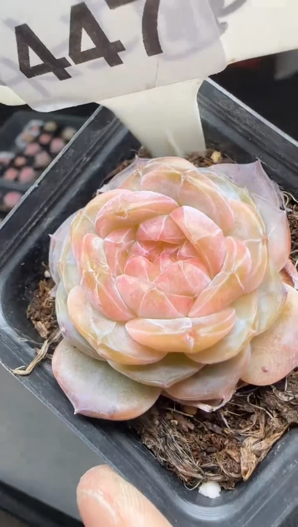 【闪购商品】一物一拍0211—447