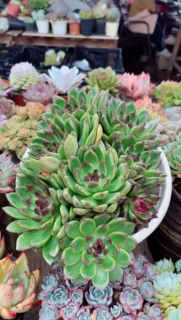 吖*13054多肉植物一物一拍