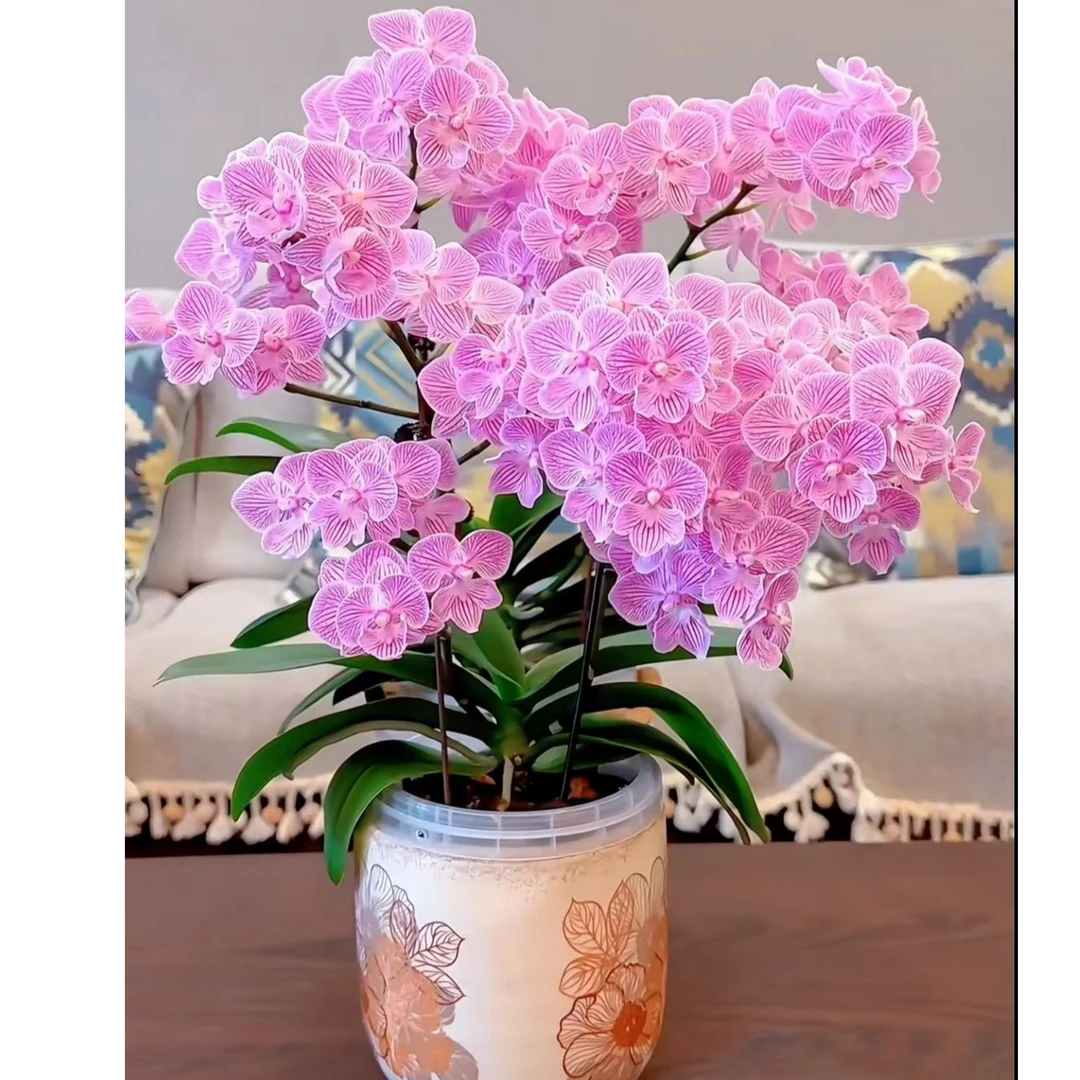 名贵品种 【浪漫樱花】3.0寸蝴蝶兰能开100多花苞左右 带花剑