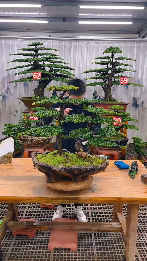 无花朵精品盆景直播间一物一拍