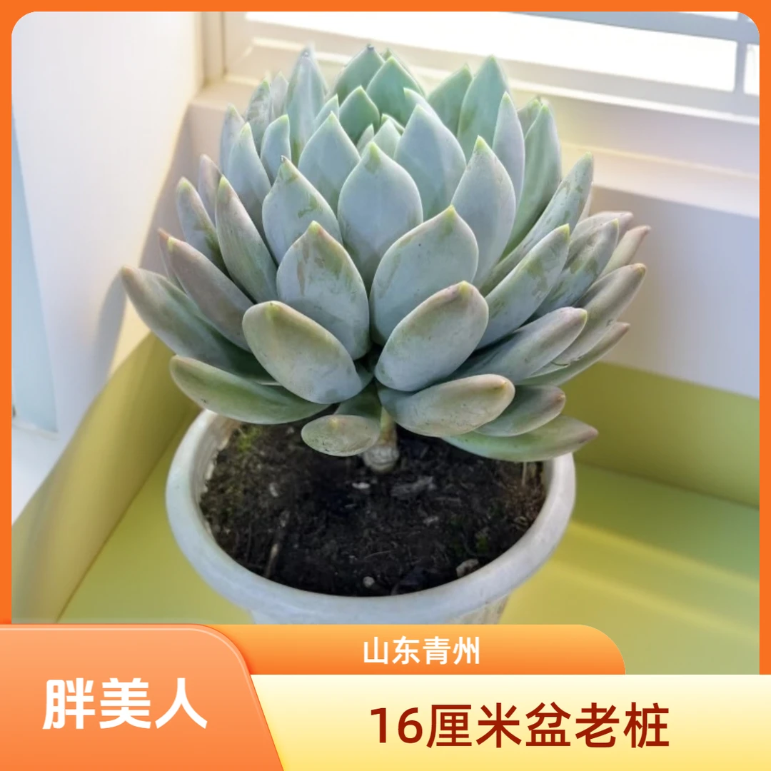 精品胖美人16厘米盆老桩多肉