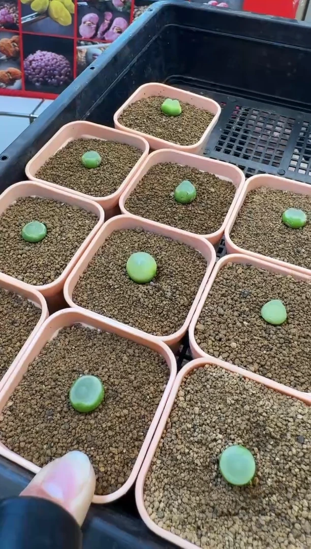 【闪购商品】1-31拉登2606一颗