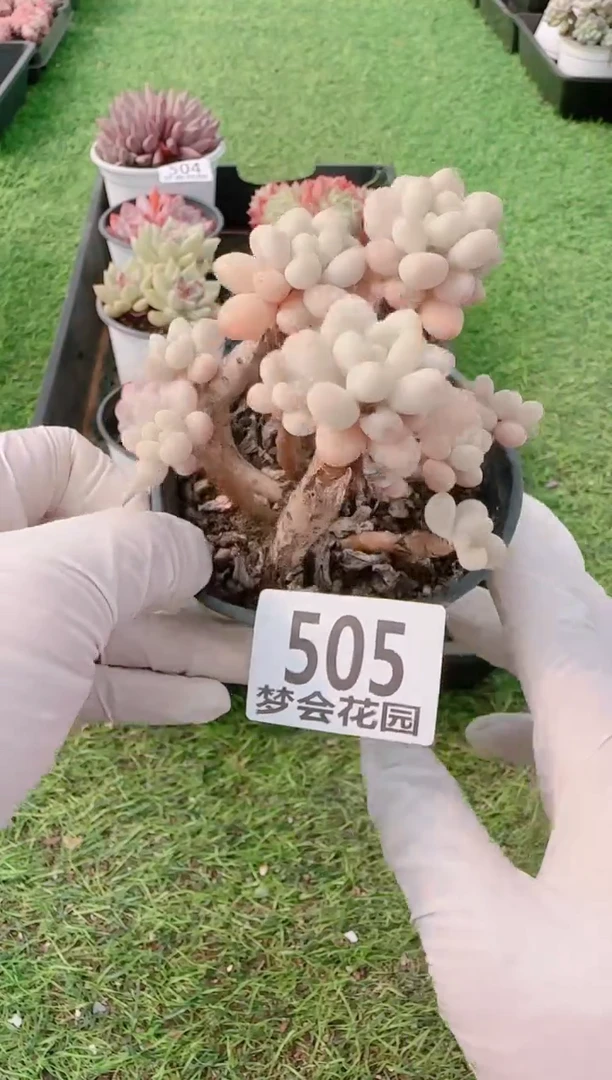 【闪购商品】梦会多肉一物一拍