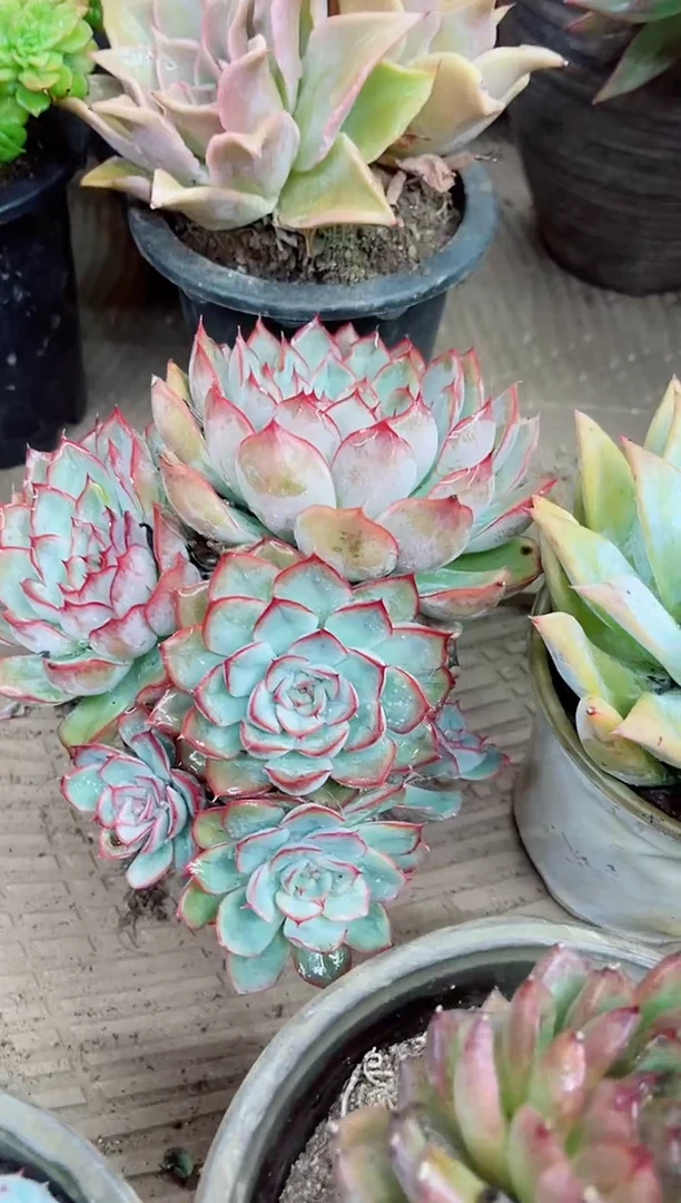吖*22041多肉植物一物一拍