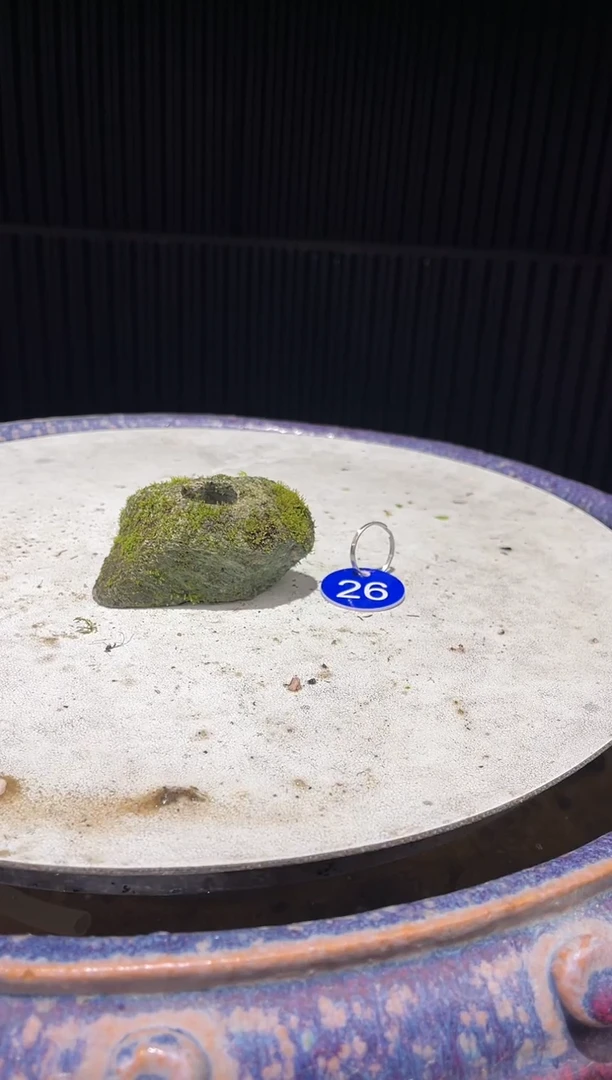 26造型吴定石一物一拍专属