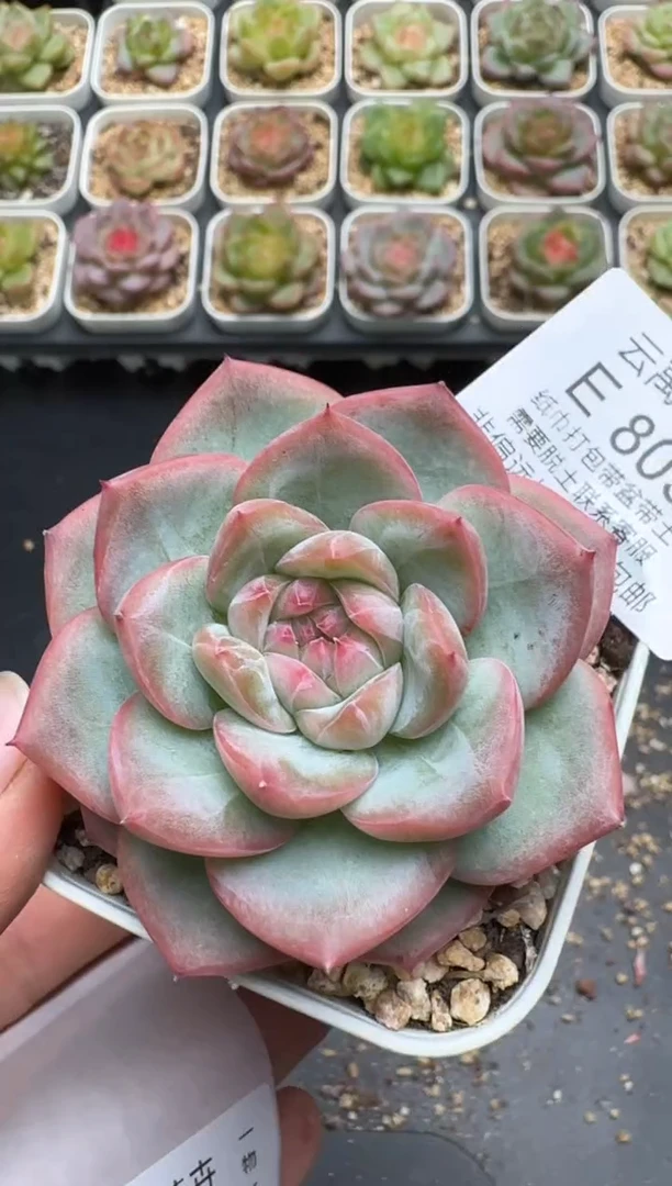 803E云禹多肉植物 带盆土纸巾打包 3颗包邮