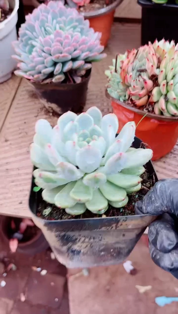 黑***使14064肉植物一物一拍