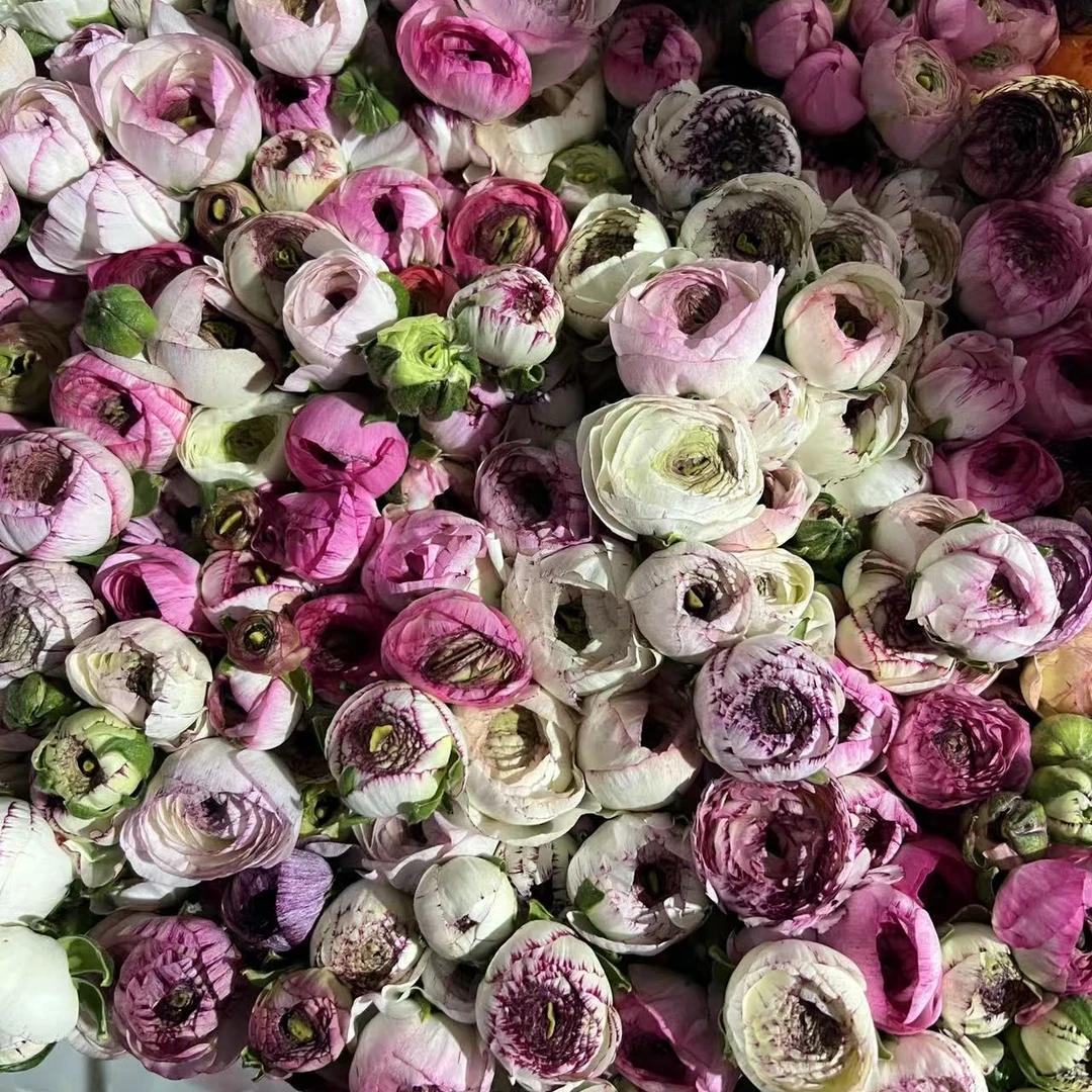 （阿卷哥专属）稀有洋牡丹 云南鲜花 顺丰包邮