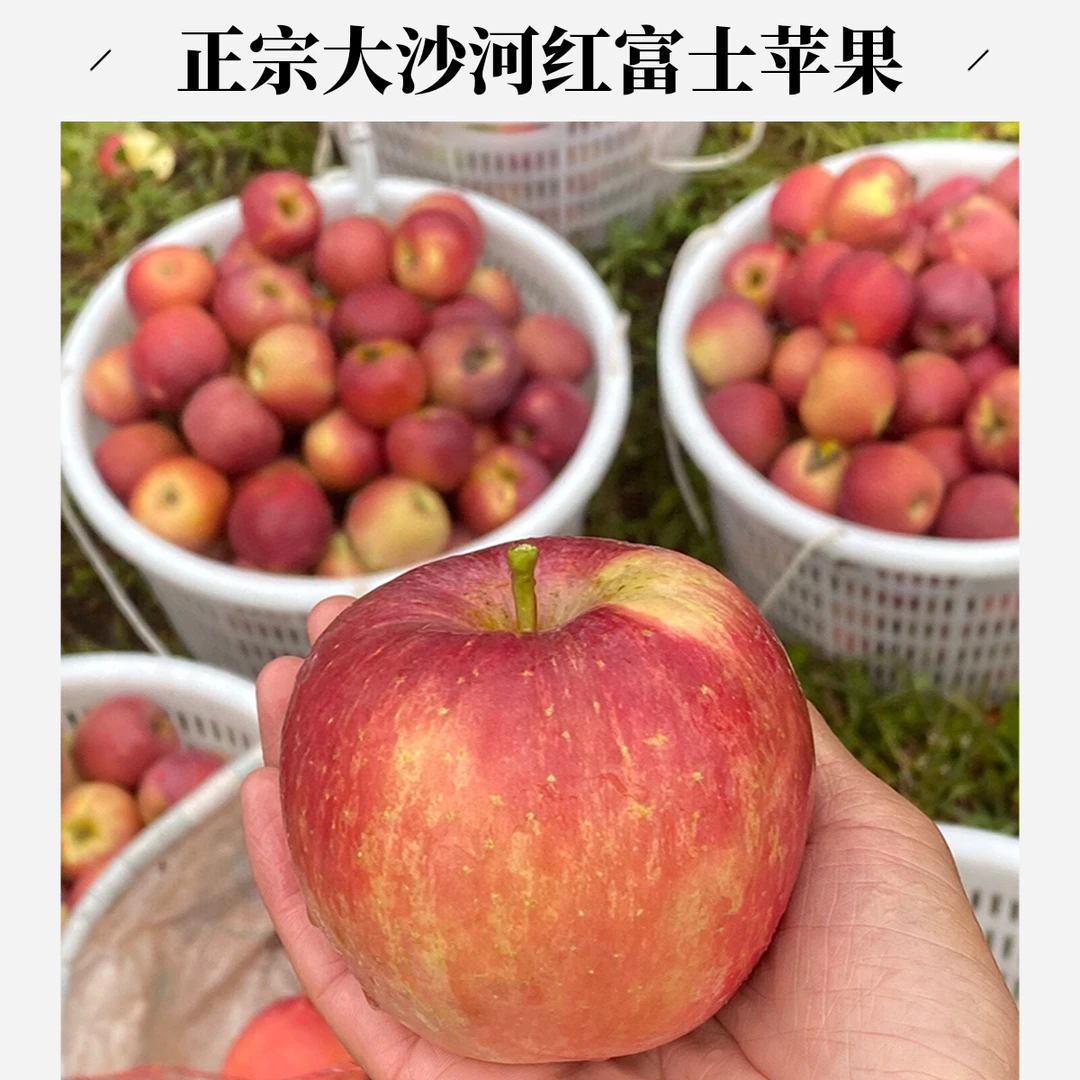 【新鲜】丰县大沙河红富士苹果脆甜多汁产地直发2024苹果新鲜水果