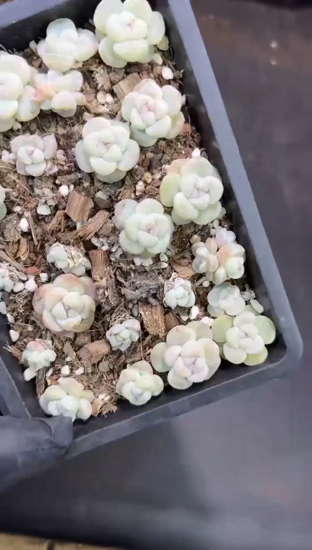 【闪购商品】21号到手1框-江北多肉