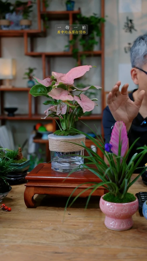 不开花植物三*红粉佳人919