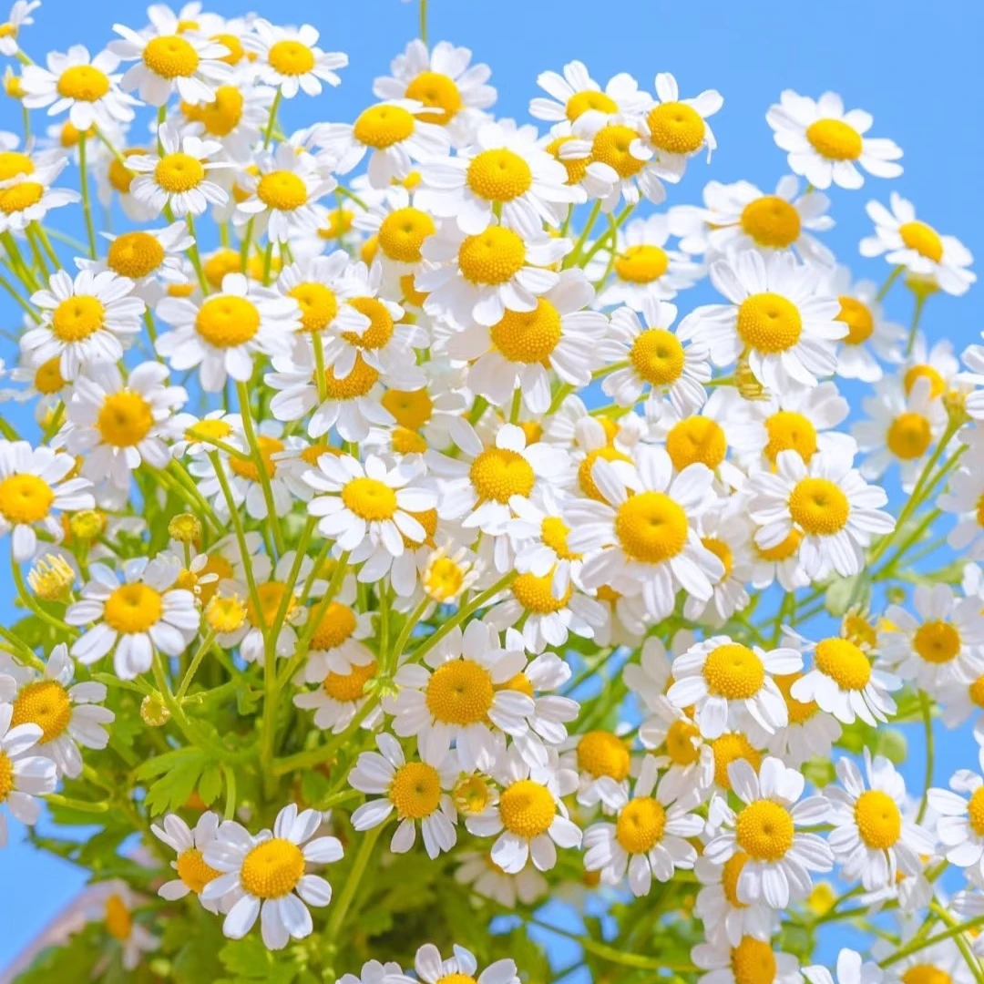 【洋甘菊】夏季耐养护花期长山东基地发货顺丰包邮