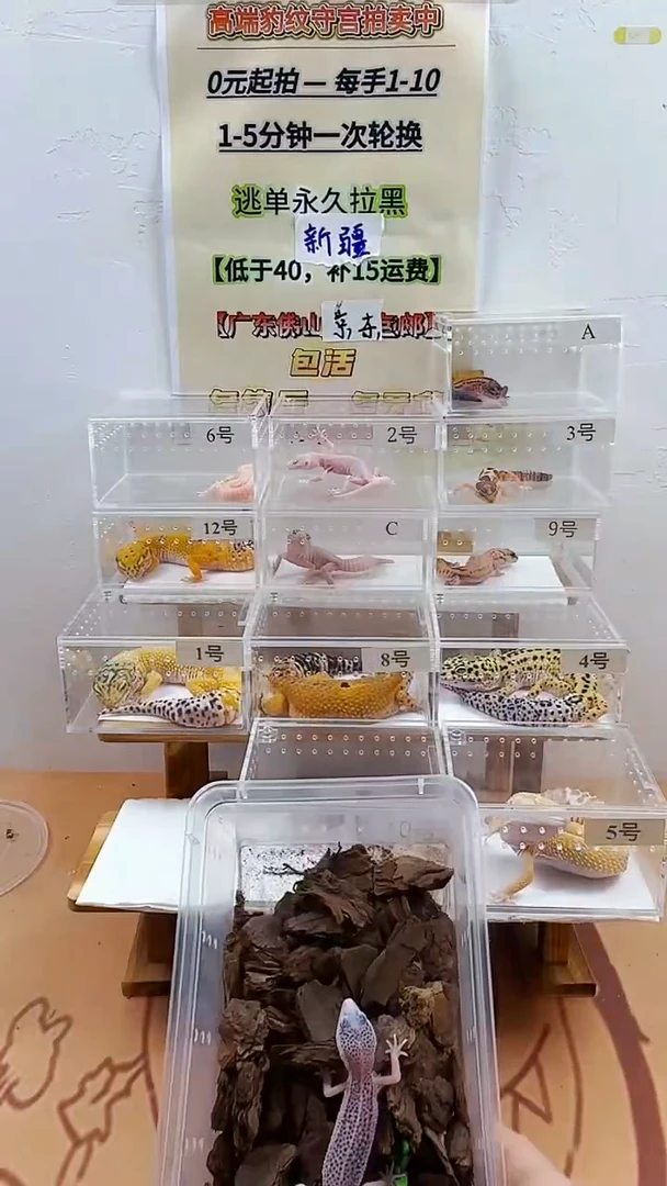 豹纹守宫豹纹守宫幼苗亚成体成体肥尾