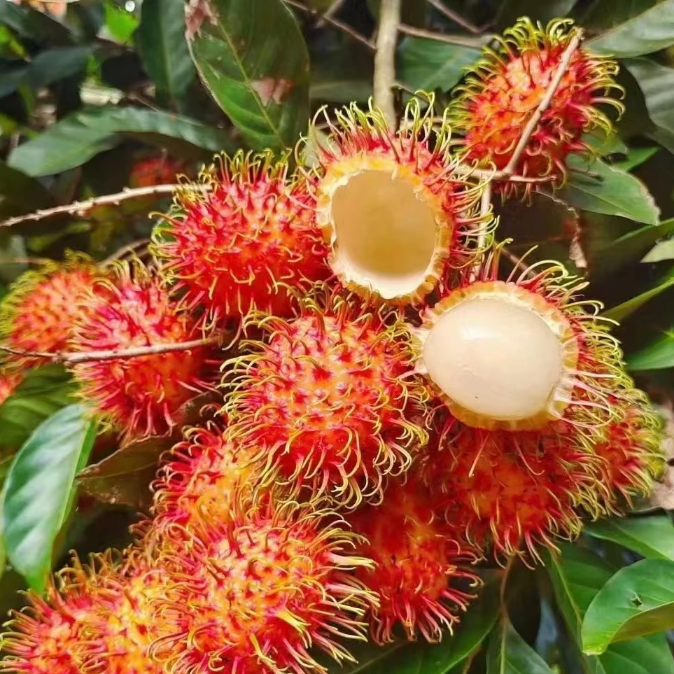 （京东空运）海南保亭红毛丹七号果新鲜应季水果鲜甜多汁现摘现发