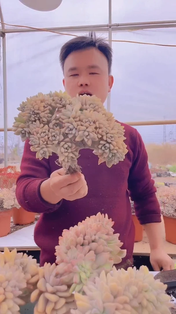 【闪购商品】缀化121