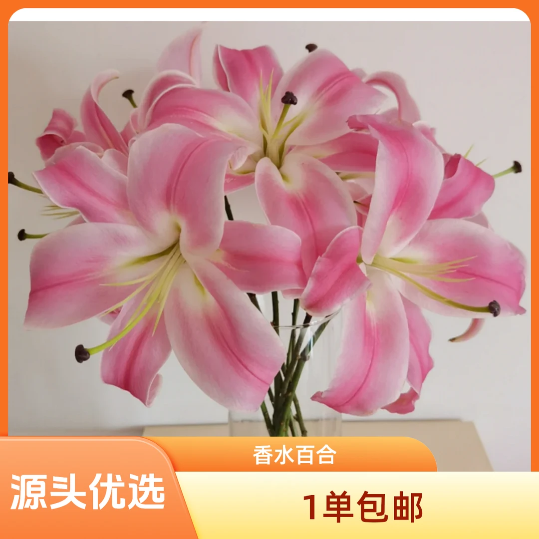 植此 1单包邮 [[粉色百合]]大花型零度以下需要拍保温棉