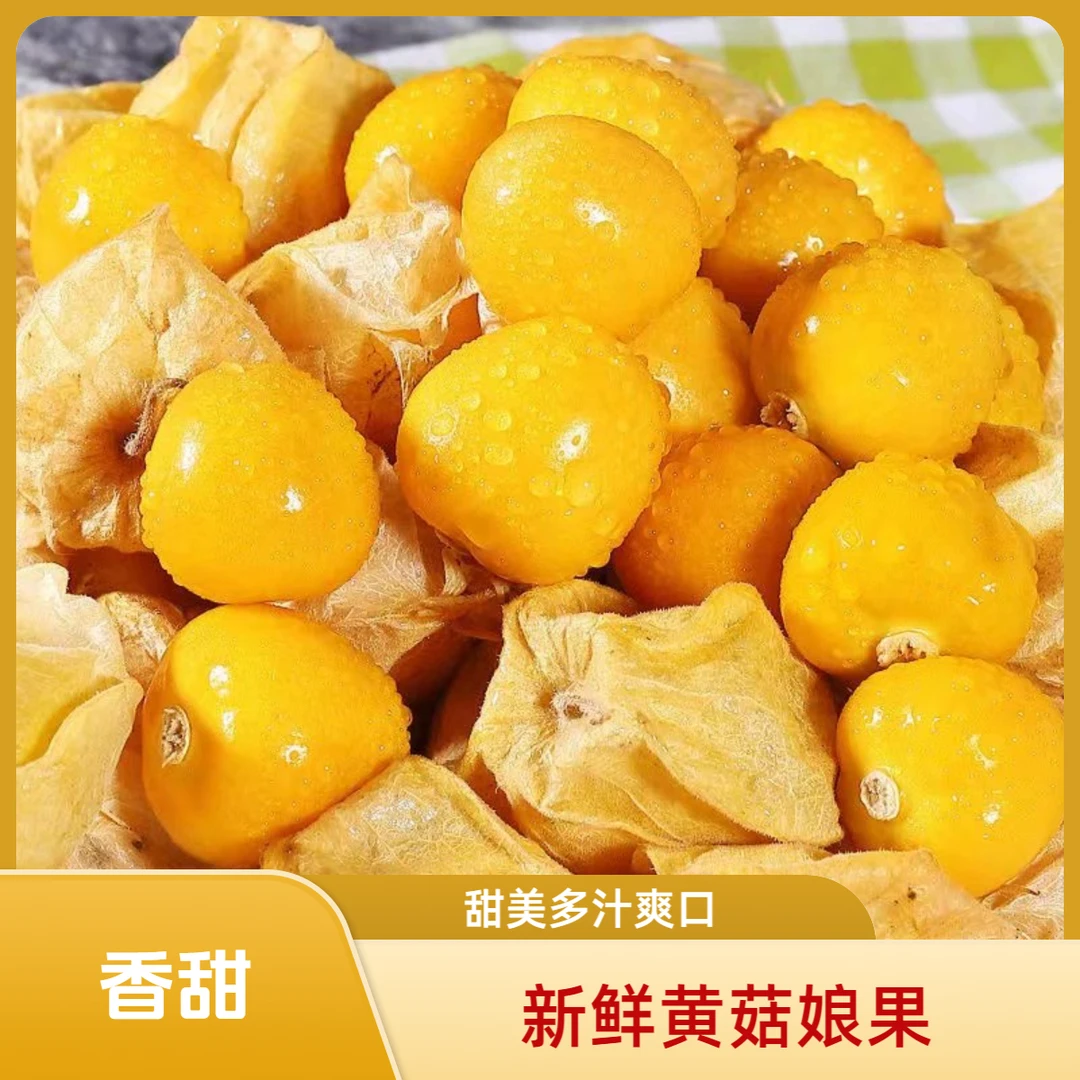 云南西双版纳新鲜菇娘果精选灯笼果姑娘果黄金果菇娘果果园直发