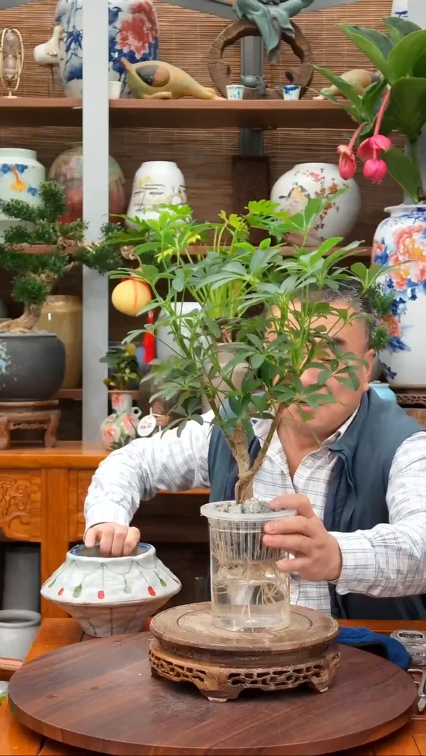 全部花苞天****哥水之韵水培鸭掌木