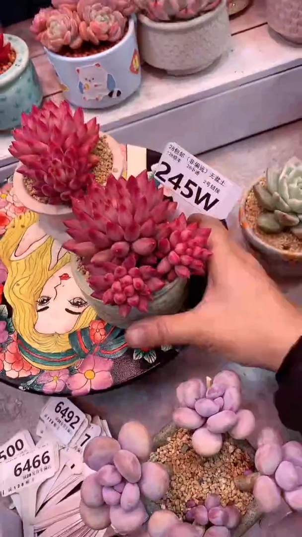 爱*离245W（一物一拍，精品多肉，w所见即所得 ）