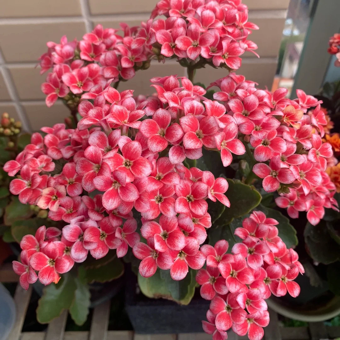 【索罗】长寿花四季开花阳台盆栽单瓣花卉植物