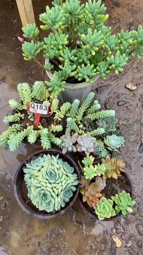 Q183多肉组合默认脱土发货