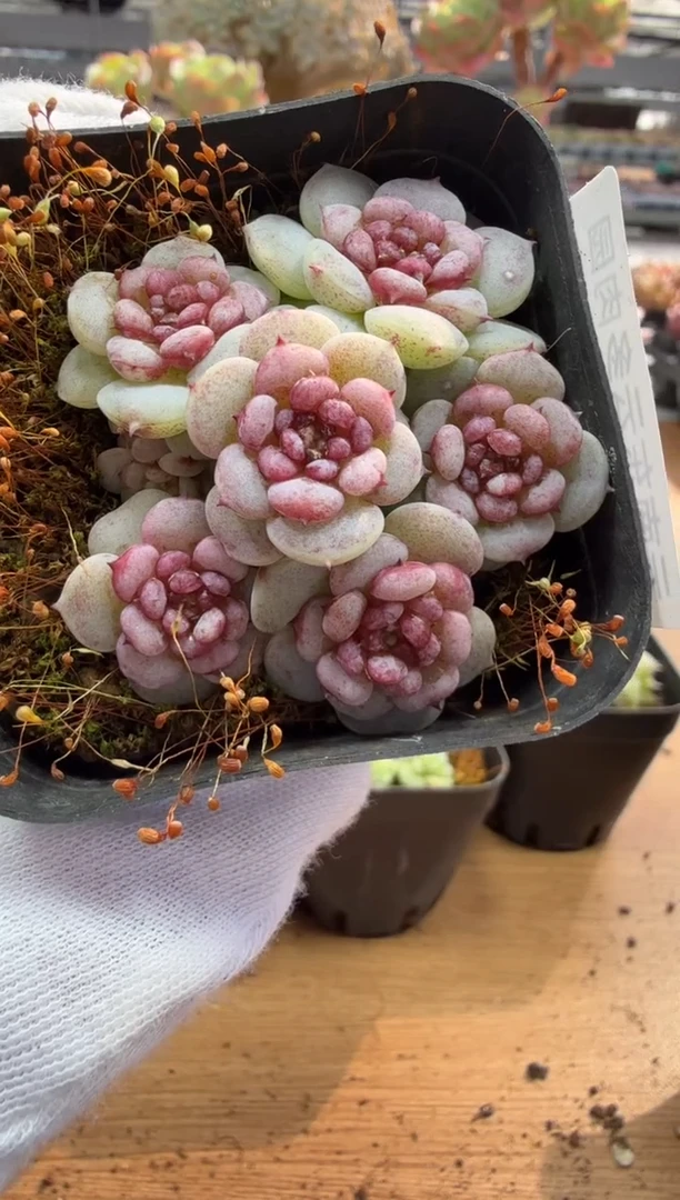 东云多肉园二店-181