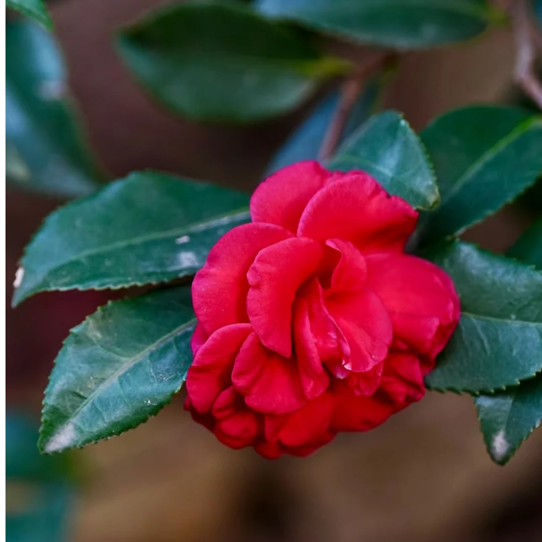 基地直发茶花红玉
