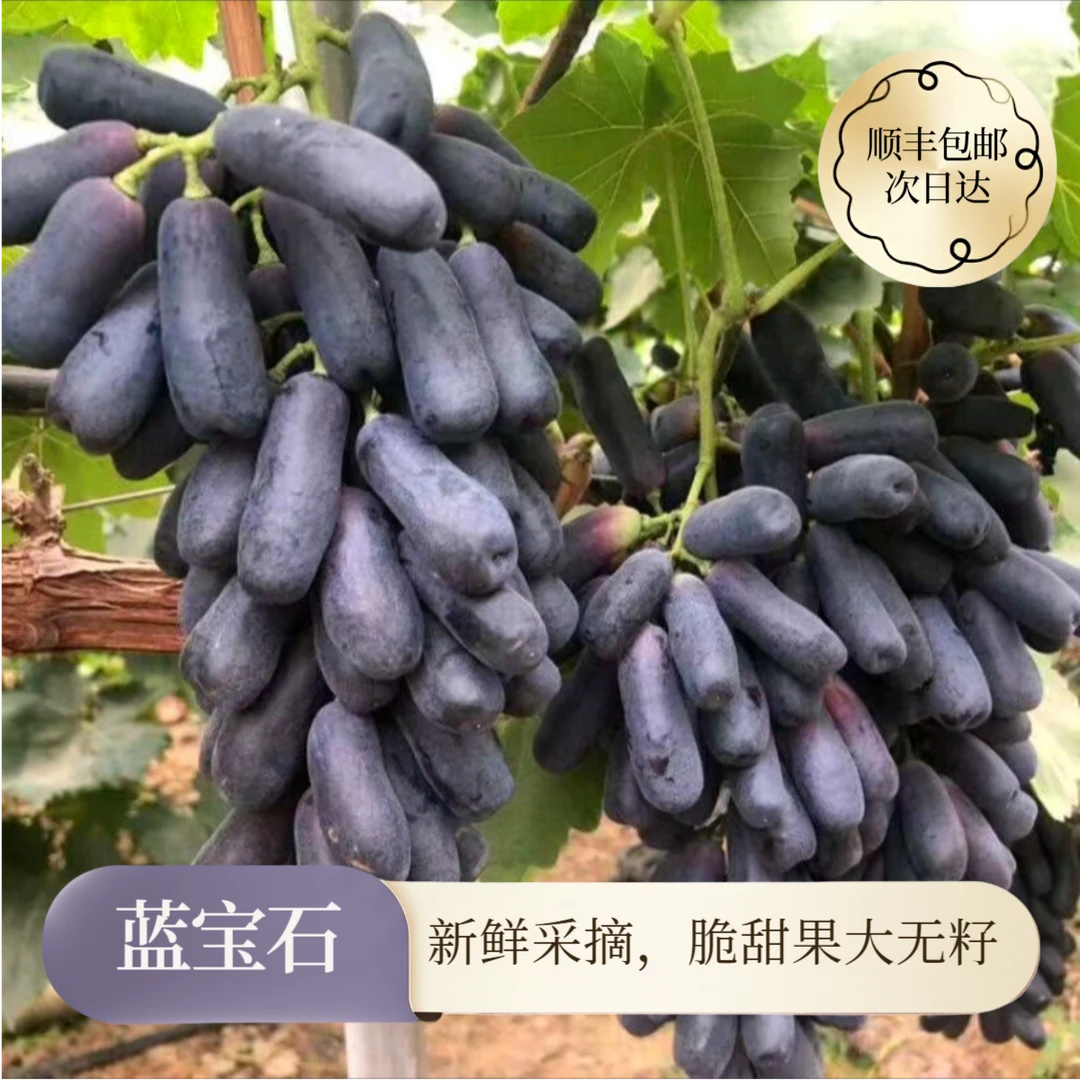 【顺丰包邮】5斤蓝宝石美人指葡萄 云南头茬黑提无籽葡萄 新鲜现采现发 m0l脆甜多汁x11云南省