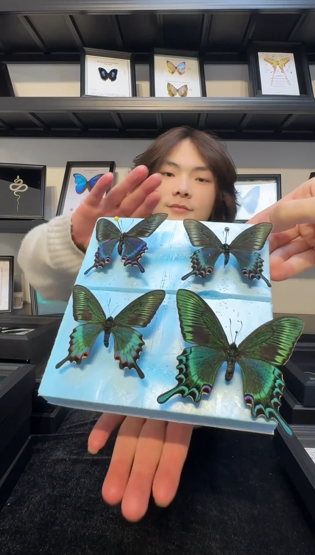 玻璃真实蝴蝶标本