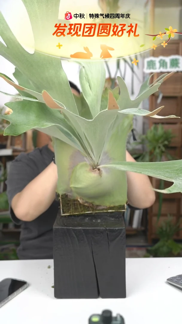 不开花植物B017-深绿混播母本