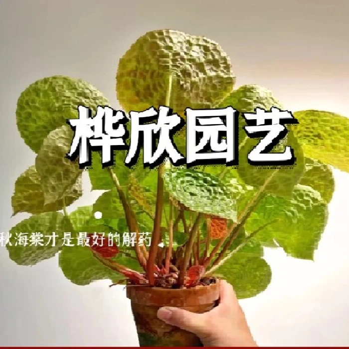 1号链接【秋海棠】满2单发货