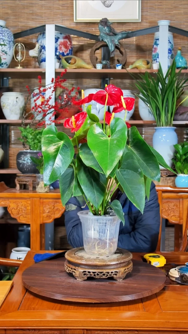 无花朵A****7水之韵水培红掌