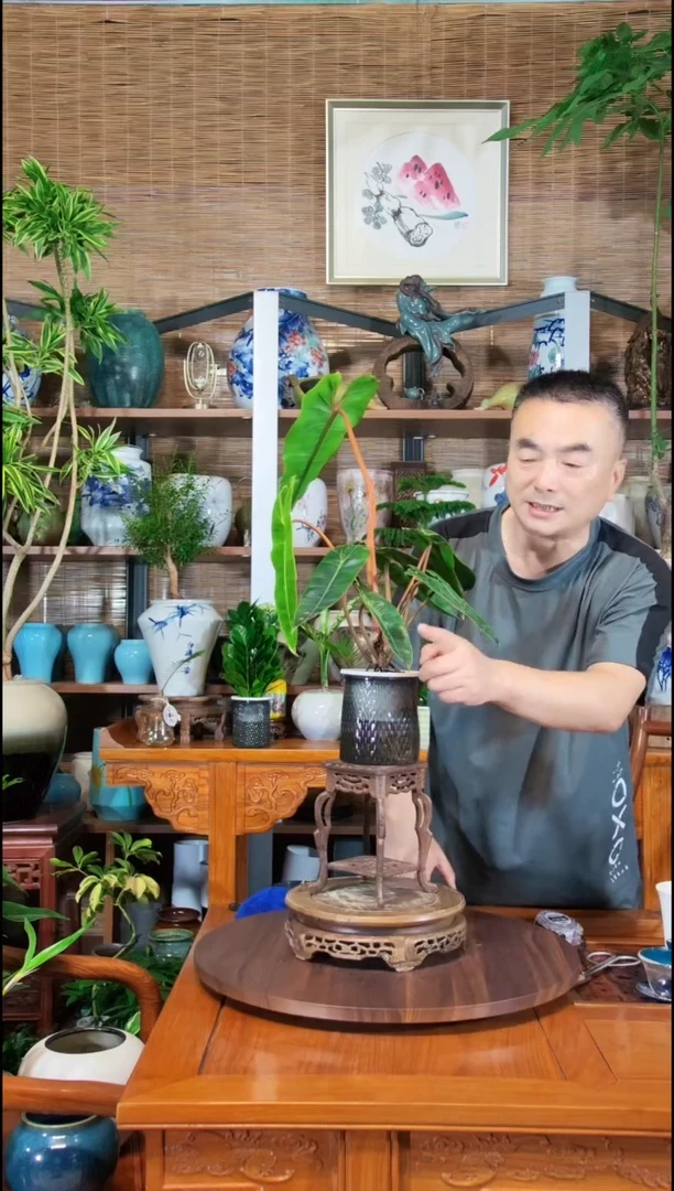 无花朵水之韵水培橙柄蔓绿绒