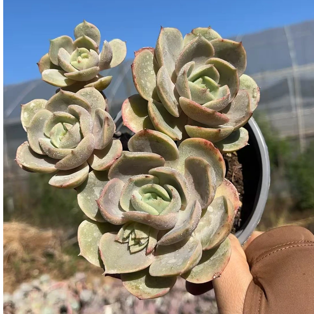 老桩蓝色苍露两头起多肉