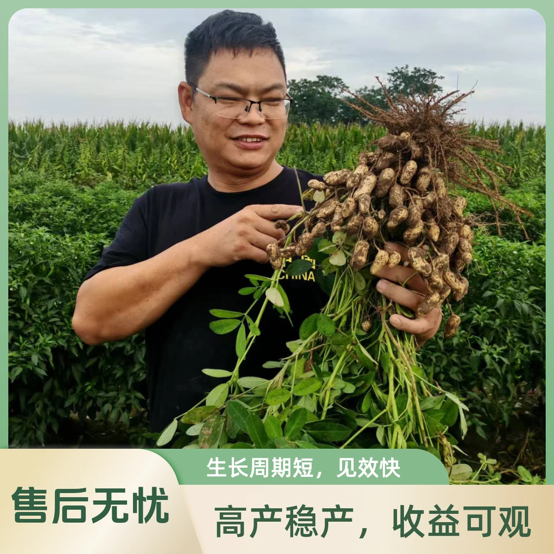 核动力驴家现挖新鲜带壳粉皮湿花生可生吃可水煮农家自种