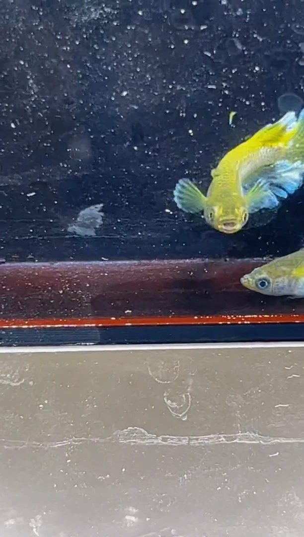 青鳉鱼观背青鳉一物一拍17