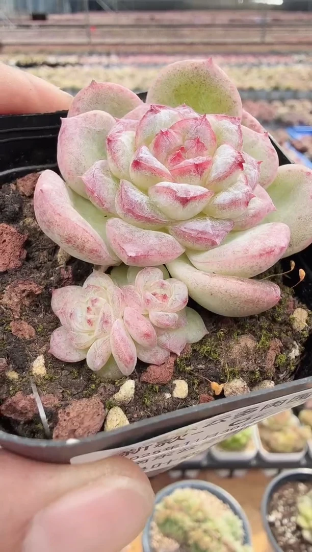 东云多肉园新款-82