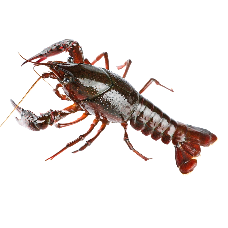 鲜活中号小龙虾2.5kg（80-125只/份）龙虾同城送