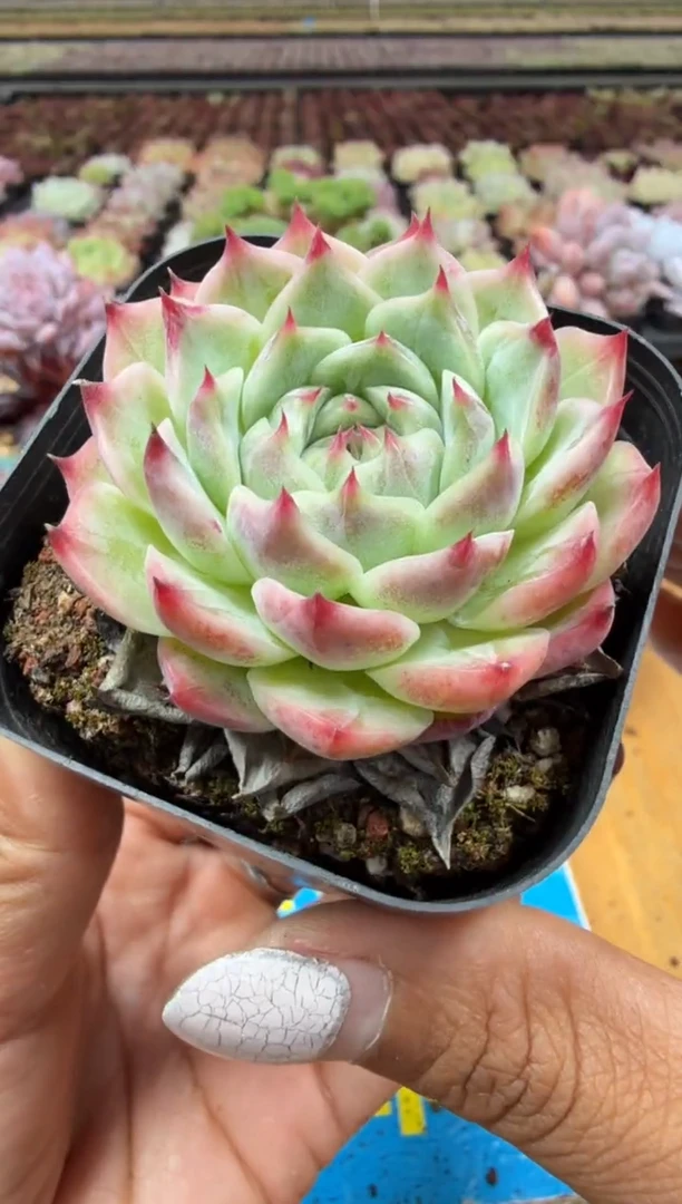 东云多肉园二店-307