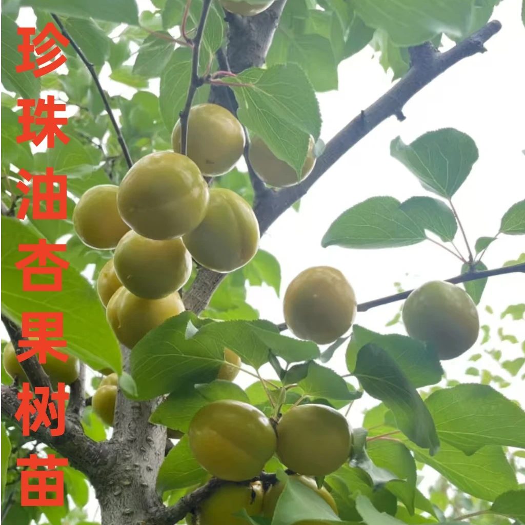 天津蓟州珍珠油杏果树苗