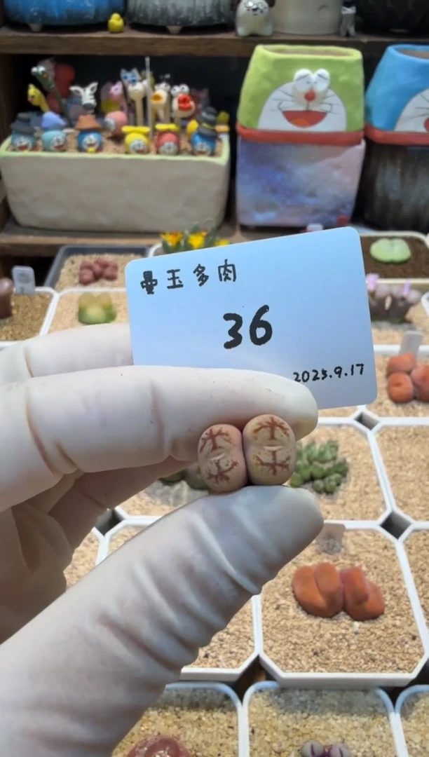 s**x25.9.17-36多肉