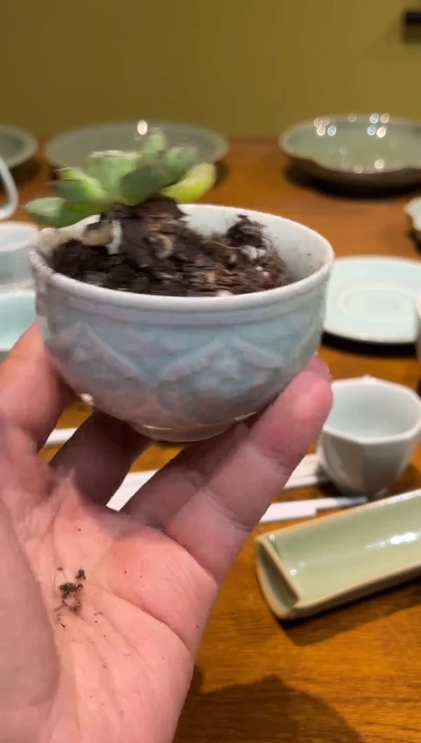 瓷残次泡泡盏 dr盆1个