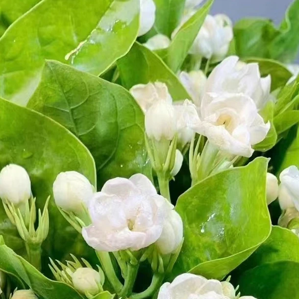 顺丰包邮【茉莉花鲜切花】带香味水培办公家居瓶插鲜花云南新鲜花材