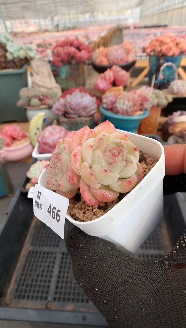 【闪购商品】466胖虎一物一拍