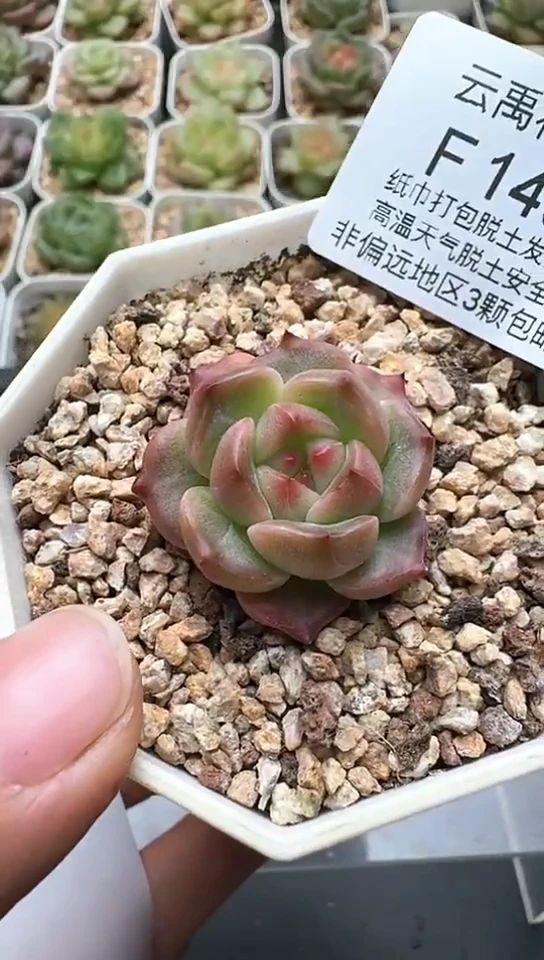 143F云禹多肉植物 默认脱土纸巾打包 3颗包邮
