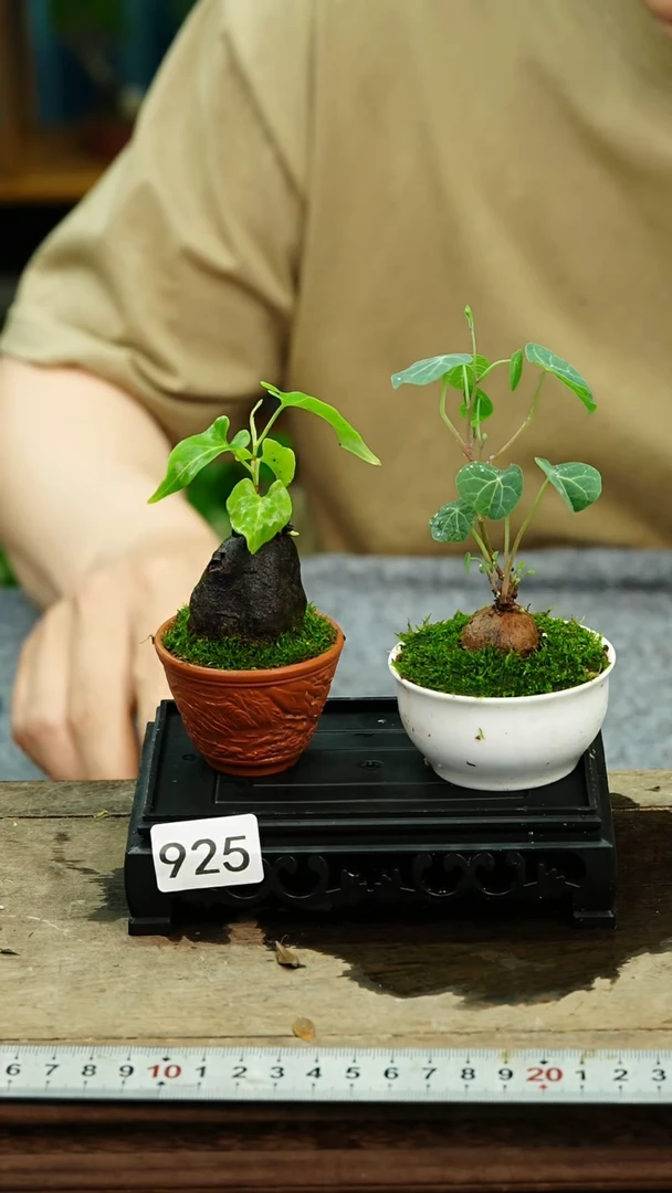 无花朵苔藓微景观925号