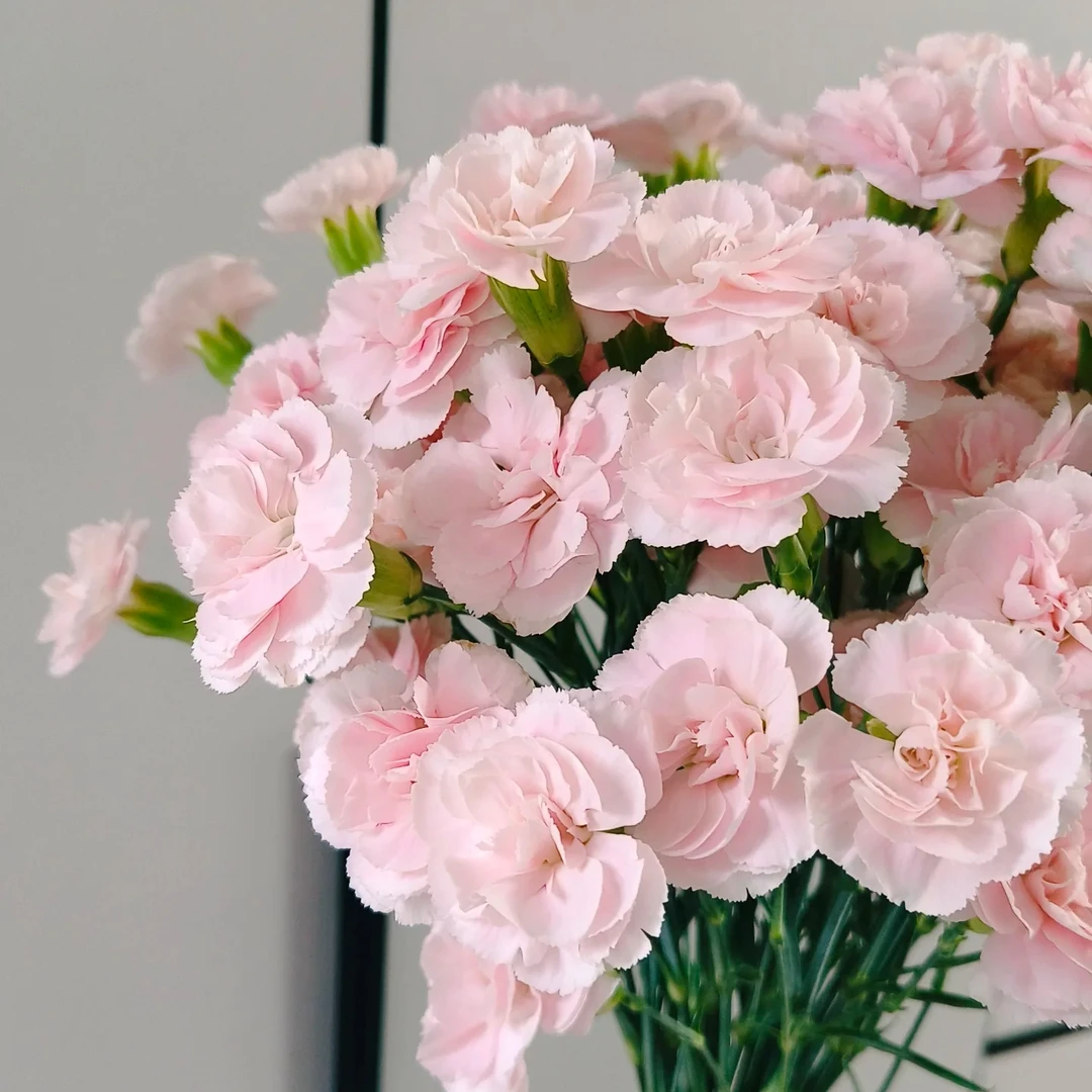 新鲜多头太子妃康乃馨云南直发家庭插花花期长