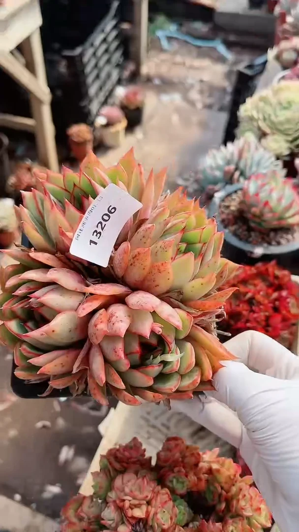 【闪购商品】13206