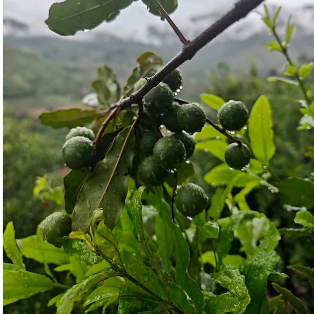 云南临沧新鲜采摘夏威夷果