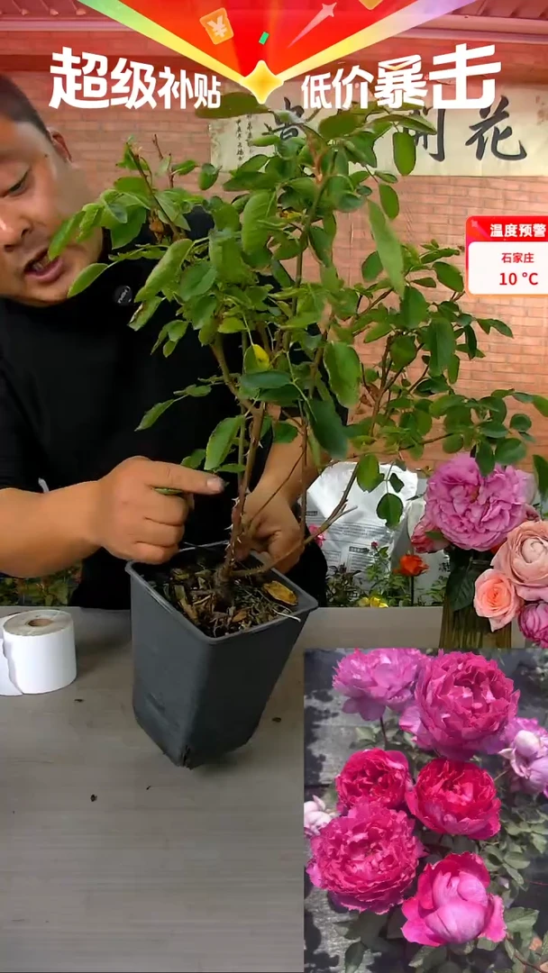 当前无花朵，栽培后可花朵胭脂香水320